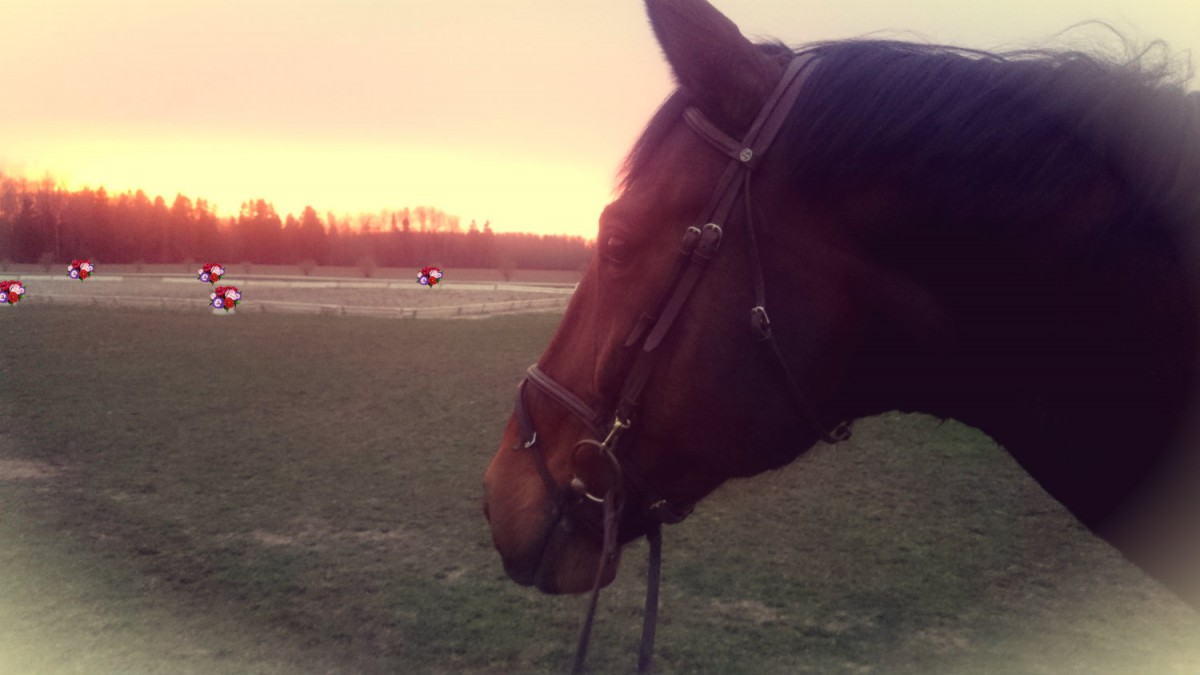 Ecu Spring Dressage stardijärjekorrad